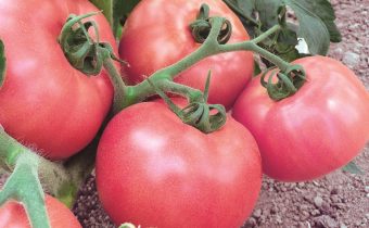 Tomato pink miracle characteristic and description of the variety