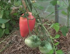 tomato cowhide characteristic and description of the variety