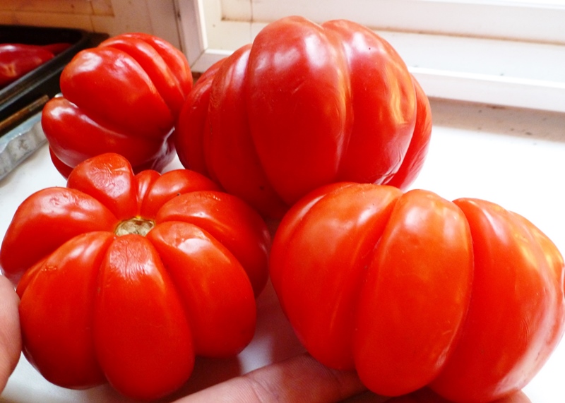 tomato puzata hut reviews photos yield