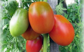 Tomato Slav variety description
