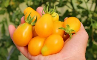 tomato honey drop characteristic and description of the variety