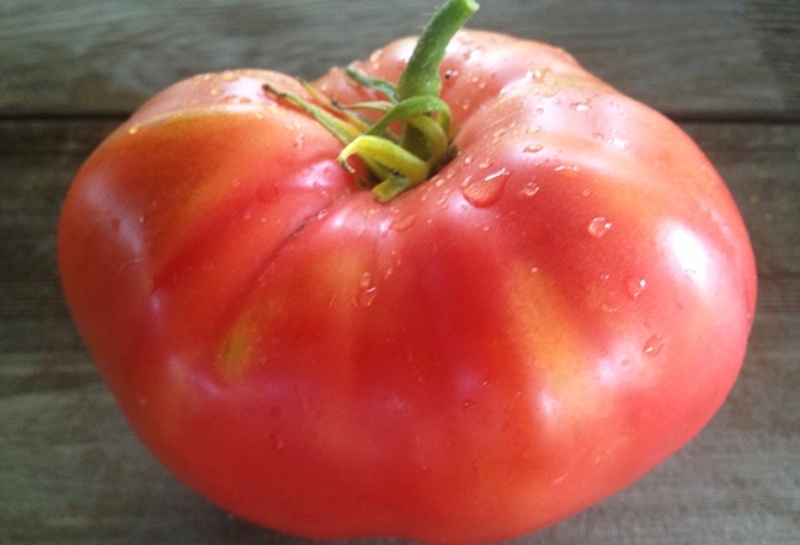 tomato pink honey variety description