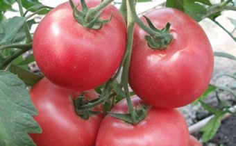 tomato wild rose characteristic and description of the variety