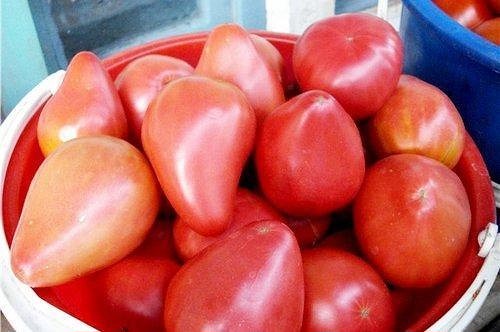 tomato eagle beak reviews photos yield