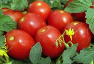 tomato novice characteristic and description of the variety