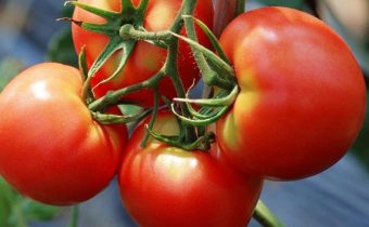 red tomato red characteristic and description of the variety