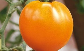 tomato golden heart variety description photo reviews