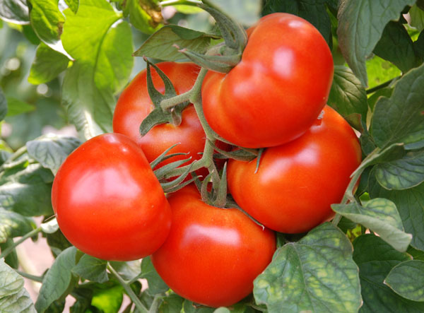 tomato andromeda characteristic and description of the variety