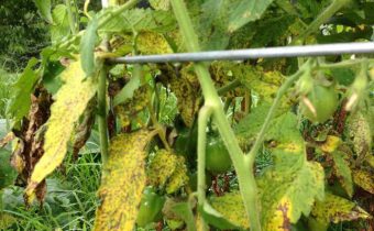 fusarium wilt tomatoes treatment folk remedies