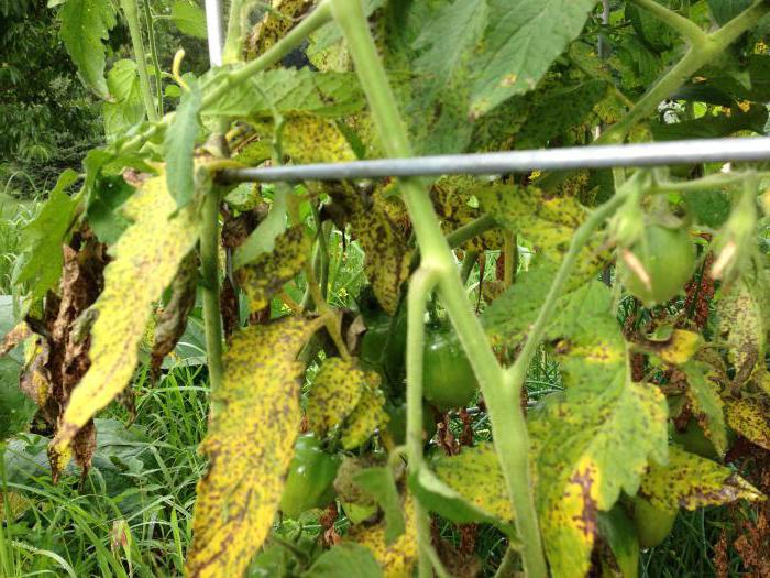 fusarium wilt tomatoes treatment folk remedies