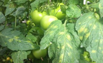 Cladosporiosis of tomato control methods and drugs