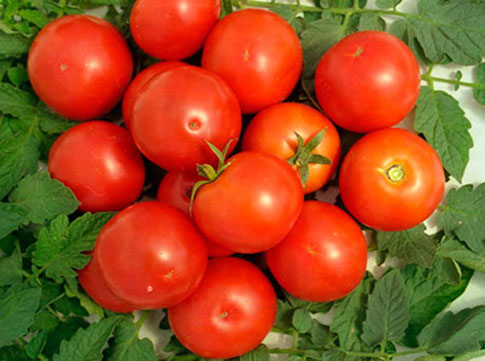 Amat apple tree of Russia characteristics and description of the variety