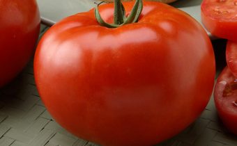 Tomato 
