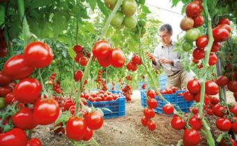 preparing greenhouses in the fall for tomatoes