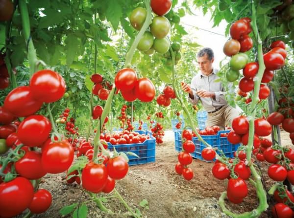 preparing greenhouses in the fall for tomatoes