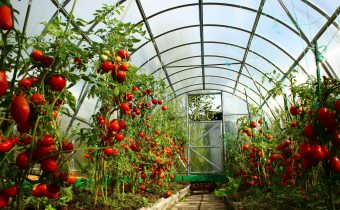 Planting tomatoes in the greenhouse requires a competent approach