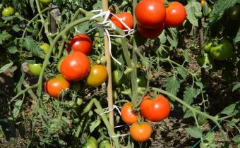 Tomato 