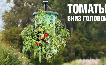 Tomatoes upside down growing plants upside down