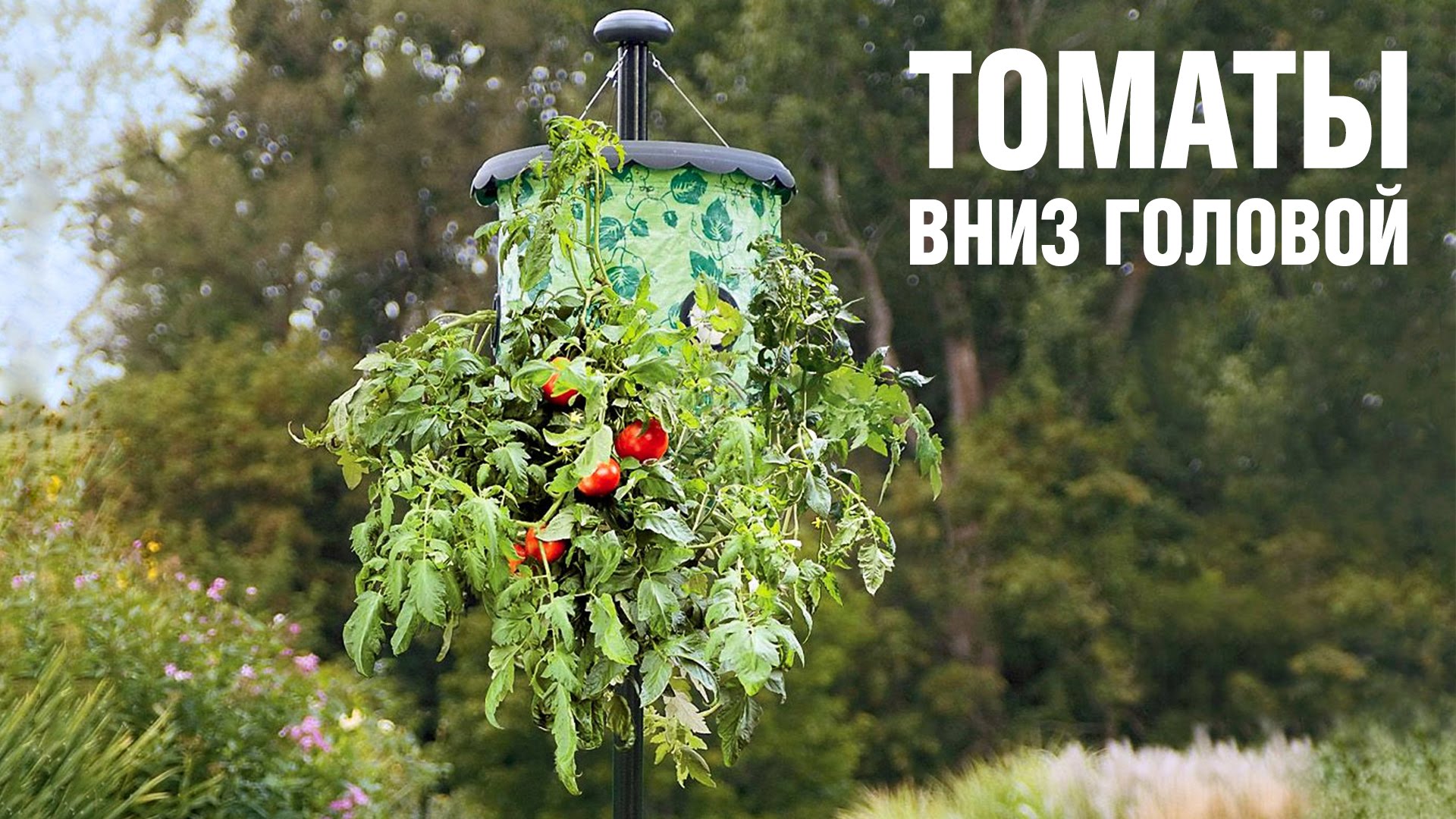 Tomatoes upside down growing plants upside down