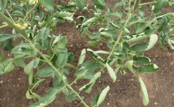 Why do leaves of tomatoes curl in a greenhouse, what to do?