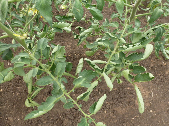 Why do leaves of tomatoes curl in a greenhouse, what to do?