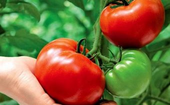 Growing tomatoes according to the method of IM Maslova. Advantages and disadvantages of the method