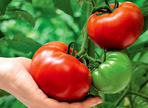 Growing tomatoes according to the method of IM Maslova. Advantages and disadvantages of the method