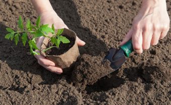 What to put in the hole when planting tomatoes