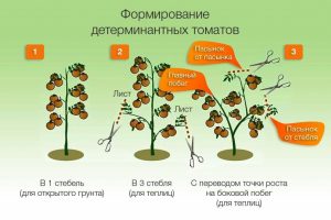 formation of a bush of determinant tomatoes