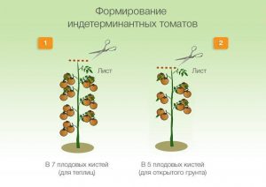 Formation of indeterminate tomatoes