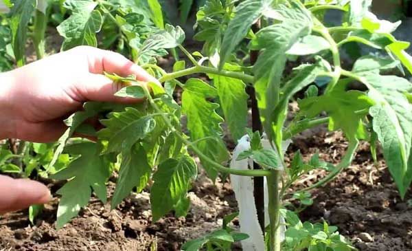 How to shape tomatoes