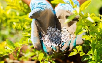 Phosphoric fertilizers for tomatoes