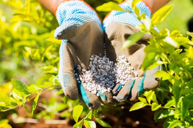 Phosphoric fertilizers for tomatoes