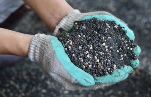 Phosphoric fertilizers for tomatoes