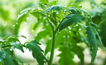 Tomato leaves