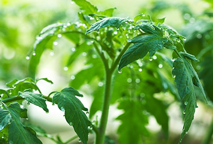 Tomato leaves