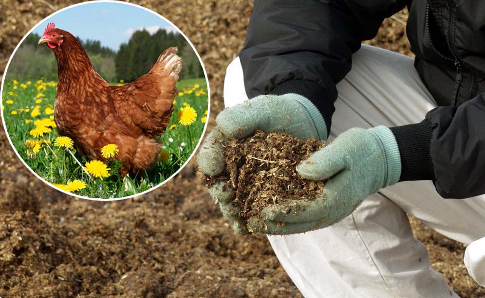 Chicken droppings
