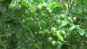 Fat tomatoes