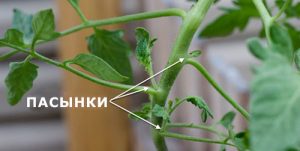 stepchildren on tomatoes