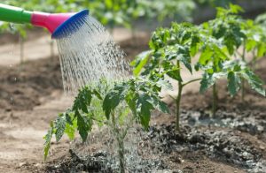 Water the tomatoes