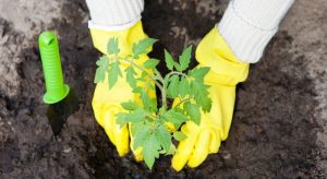 Planting tomato
