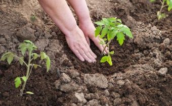 Tomatoes after planting