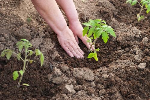 Tomatoes after planting