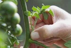 Masking tomatoes