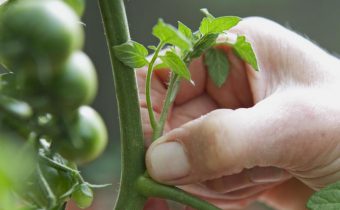 Masking tomatoes