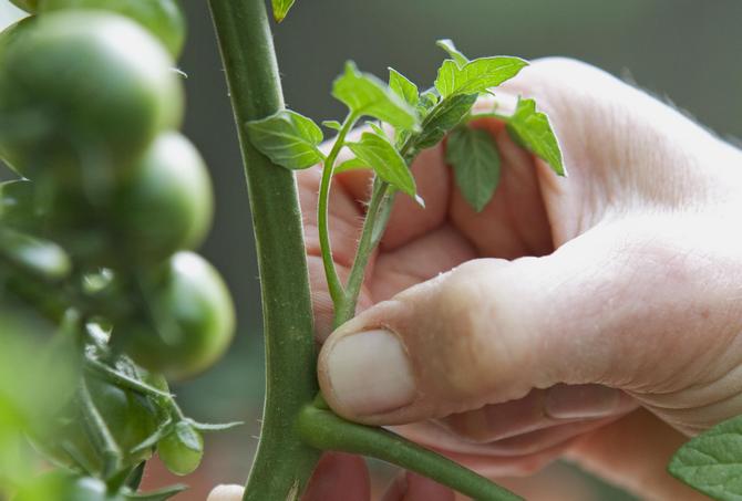 Masking tomatoes