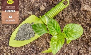 Phosphoric fertilizer