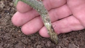 Root rot