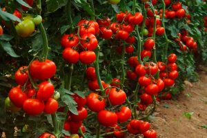 tomatoes