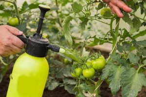 Tomato processing